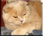 Шртландский вислоухий кот